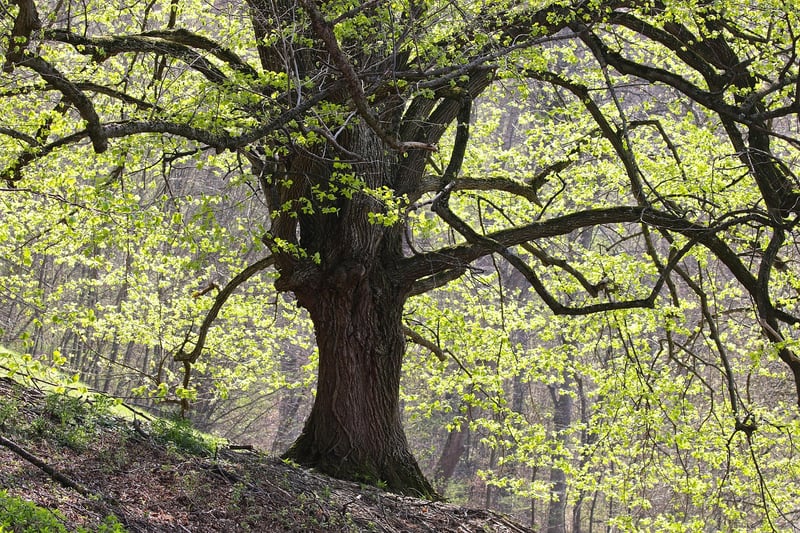 Ancient Oak Grove