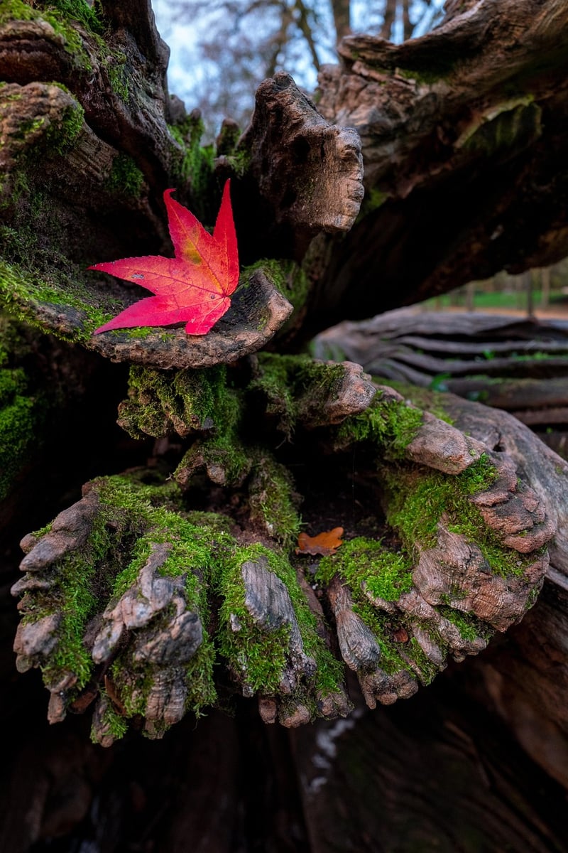 Mystic Maple Forest
