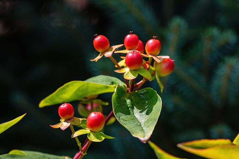 Mystical Herbal Remedies