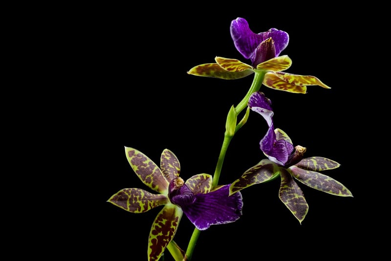 Mythical Orchids