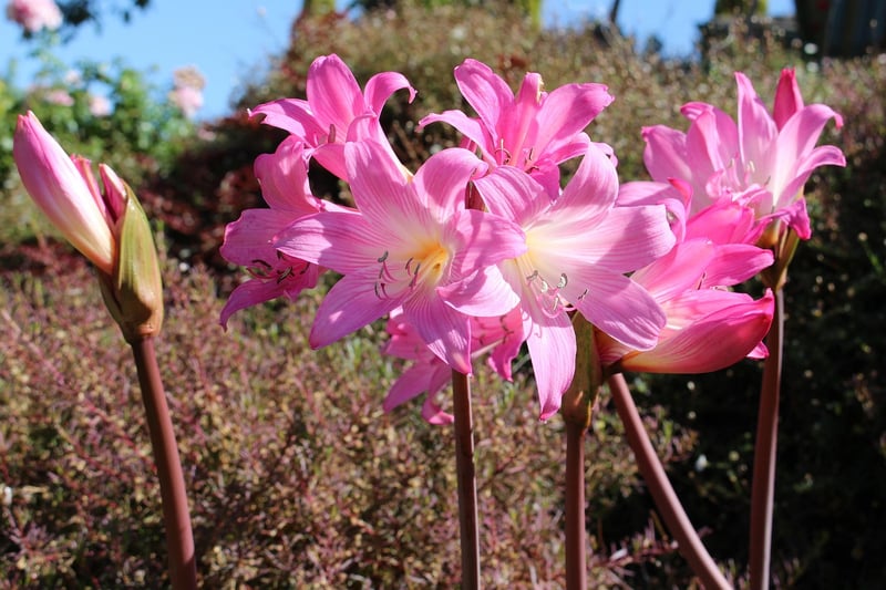 Belladonna Plant
