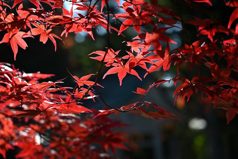Mystic Maple Forest
