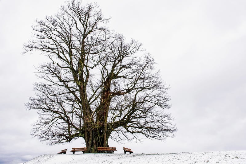 Ancient Oak Grove